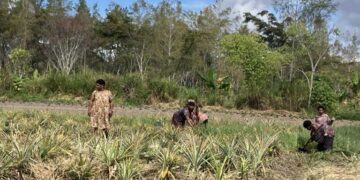 Preparing gardens in Western Highlands Province, PNG.